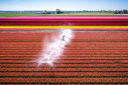 Aerial view of Beautiful vibrant orange tulip field being sprinkled with water, growing tulips on a large scale in Goeree-Overflakkee island, the Netherlands