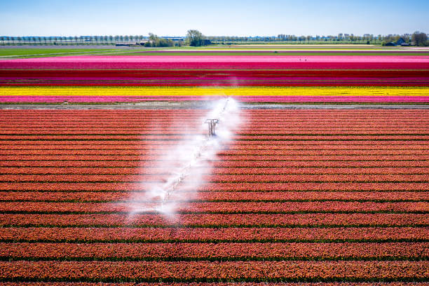 belo campo vibrante de tulipas laranjas sendo polvilhado com água, cultivando tulipas em grande escala na região de goeree-overflakkee, nos países baixos - monocultura - fotografias e filmes do acervo