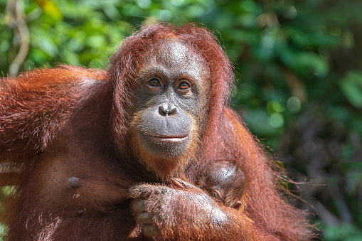 Female orangutan with her baby in the rainforest of island Borneo, Malaysia, close up. Orangutan mom and baby in nature