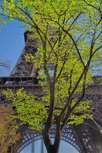 A tree in front of the western side of the Eiffel Tower with freshly sprouted leaves in the sun.