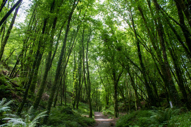 istock Country walking trails through the West Cork landscape 1394909192