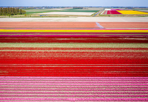 Aerial drone photo of colorful bulbs of tulips in full bloom in Goeree-Overflakkee, Netherlands