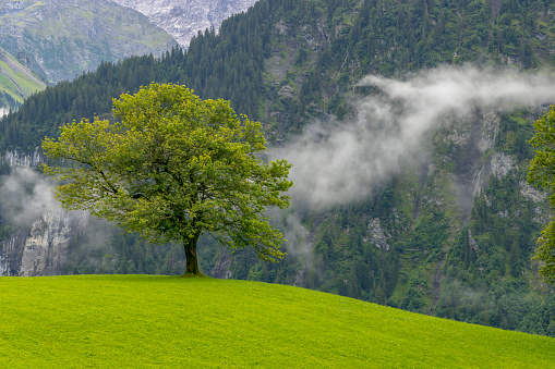 Lonely trees in countryside, Swiss Alps nearby Unterschächen