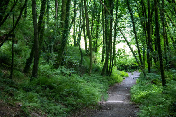 istock Country walking trails through the West Cork landscape 1394909643