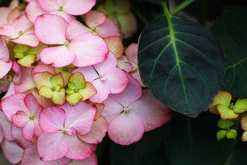 Close up view of red hydrangea flowers in the garden