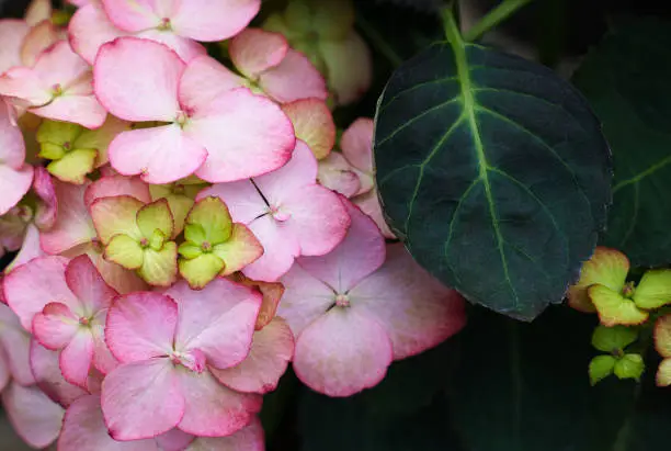 Close up view of red hydrangea flowers in the garden