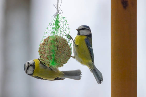 istock Blue tit, Southern Moravia, Czech Republic 1394910883