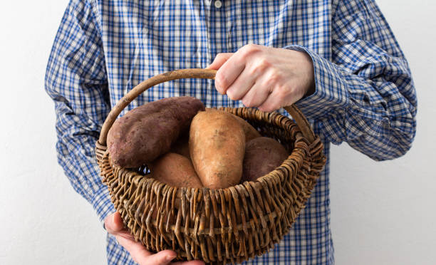 mężczyzna trzymający kosz słodkich ziemniaków - root vegetable raw potato human skin root zdjęcia i obrazy z banku zdjęć