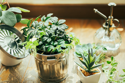 Plants, foliage plants, indoors, gardening