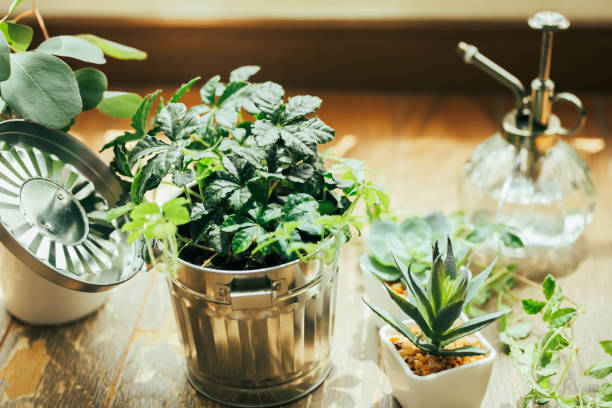 комнатные лиственные растения - decorative plant стоковые фото и изображения