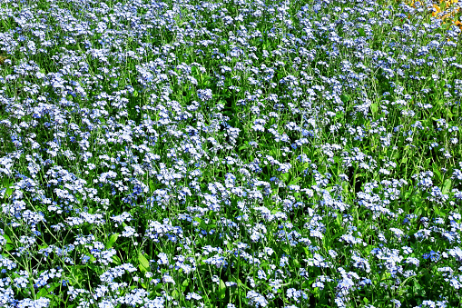 Garden flowers  full of forget me not purple blue on green leaves background Disneyland Hong Kong