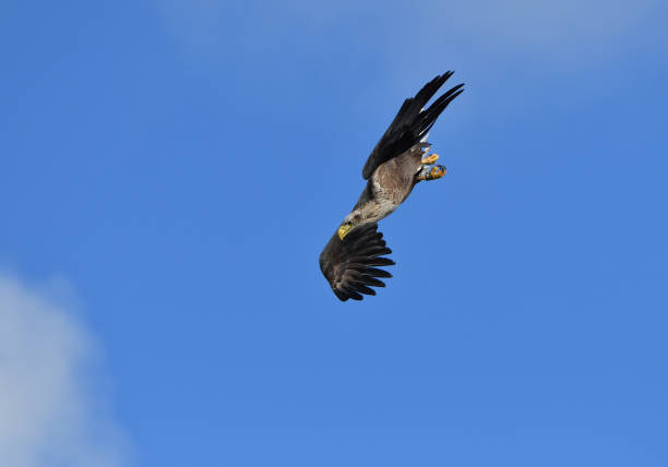 seeadlertauchen. - white tailed eagle sea eagle eagle sea stock-fotos und bilder