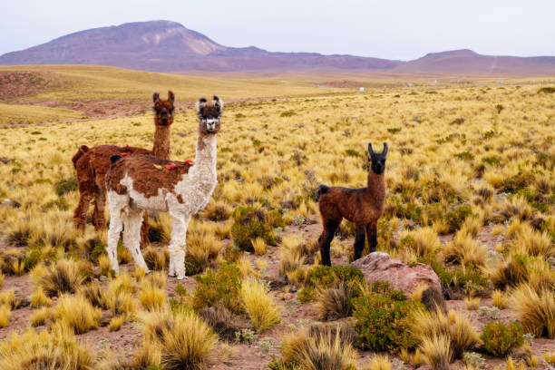 istock Tree curious Lamas, San Pedro de Atacama 1394912602
