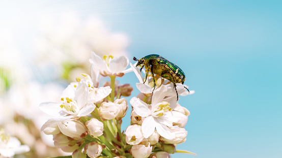 Blatthornkäfer, protected species of beetle.