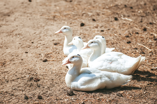 A group of white Pekin ducks - an American breed of domestic duck