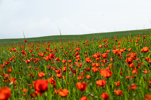 Field of red poppy flowers