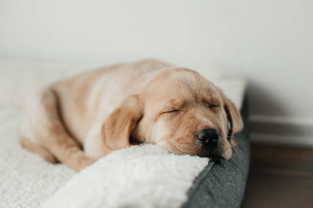 A cute beige Labrador Retriever puppy sleeps on a couch, hanging his muzzle. Funny pets.