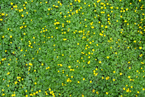 Ficaria verna, Ranunculus ficaria L. Buttercup flowers are yellow with green leaves in spring. Close up of a buttercup on a bright spring day