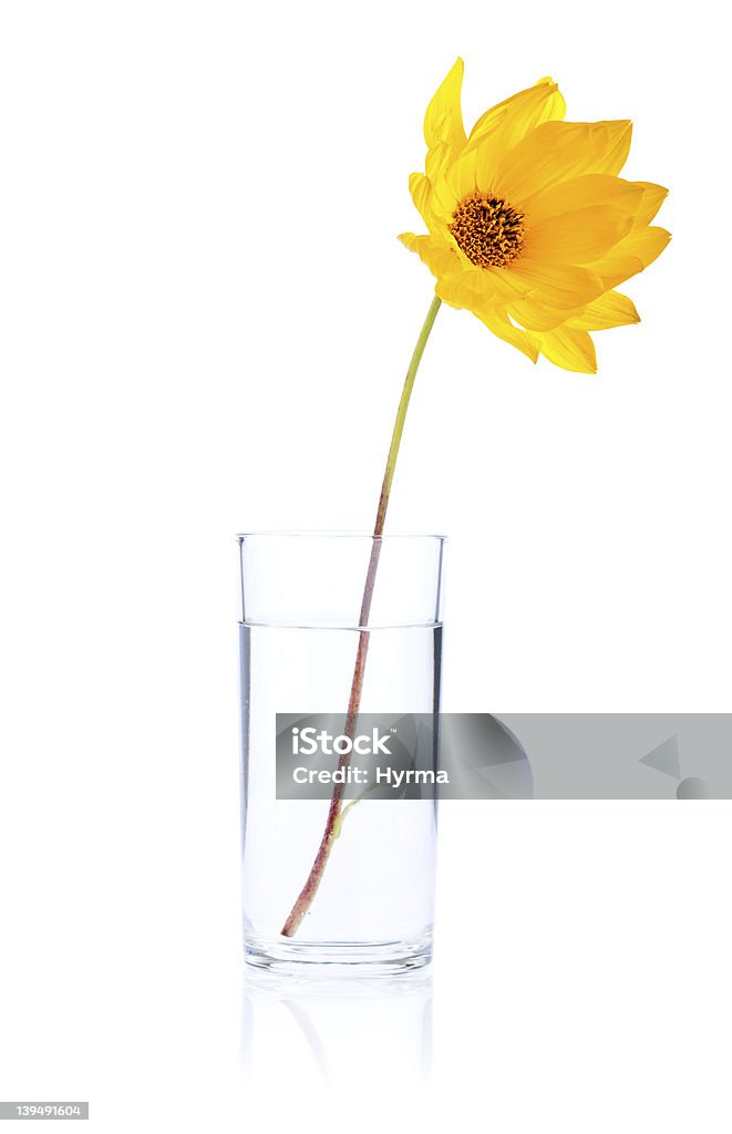 Un fresco Fiore giallo in acqua vetro isolato - Foto stock royalty-free di Fiore singolo