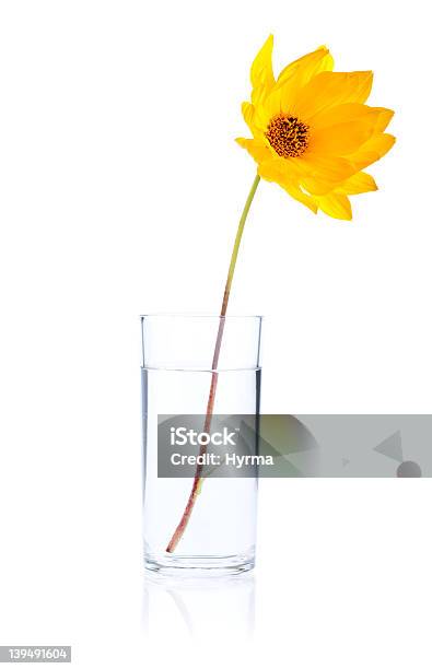 Un Fresco Fiore Giallo In Acqua Vetro Isolato - Fotografie stock e altre immagini di Fiore singolo - Fiore singolo, Vaso, Sfondo bianco