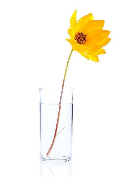 pojedynczy świeży żółty kwiat w szkło woda puste - single flower sunflower daisy isolated zdjęcia i obrazy z banku zdjęć
