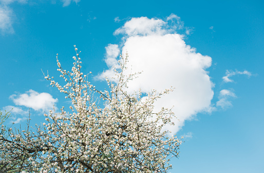 The blue sky peeks out from among the cherry blossoms in full bloom.
