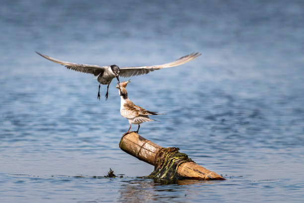 istock Close-up of a sitting juvenile whiskered tern during feeding 1394916855