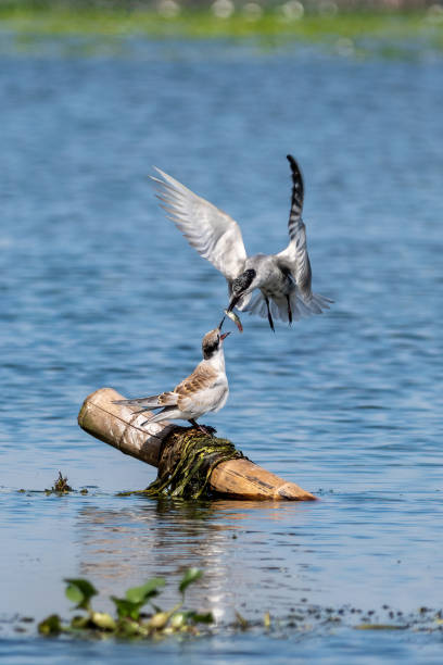 istock Close-up of a sitting juvenile whiskered tern during feeding 1394916856