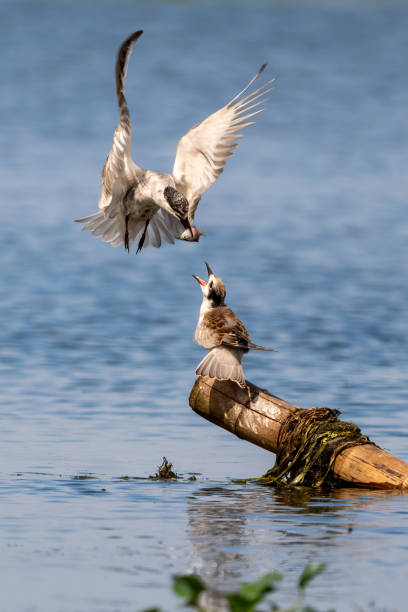 istock Close-up of a sitting juvenile whiskered tern during feeding 1394916965