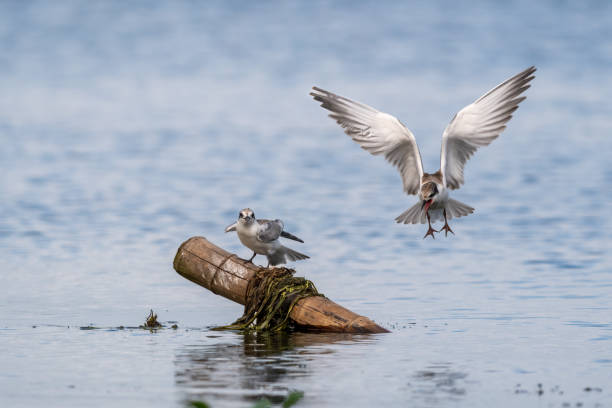 istock Close-up of two sitting juvenile whiskered tern 1394917008