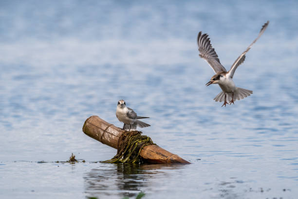 istock Close-up of two sitting juvenile whiskered tern 1394917041