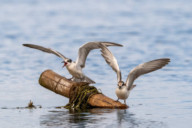 istock Close-up of two sitting juvenile whiskered tern 1394917047