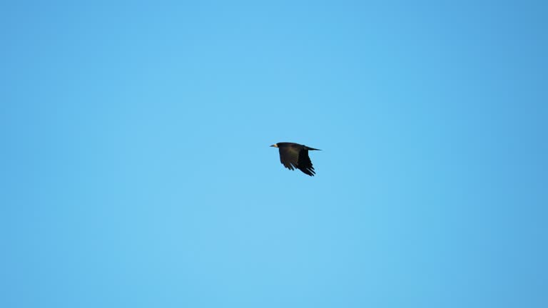 Black crow eagle is a bird of prey in the hawk family. In flight, the bird holds its broad wings horizontally. The white-tailed eagle is the fourth largest bird of prey in Europe. 4k