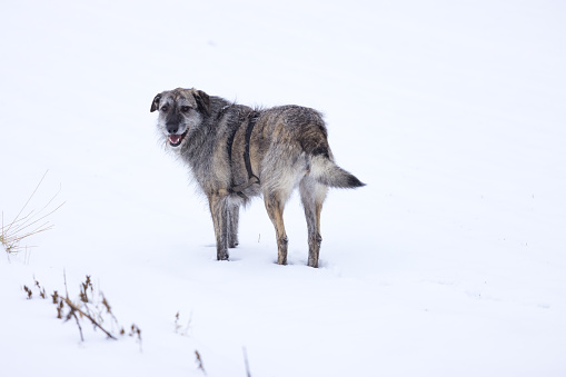 gray dog standing in snow, white background