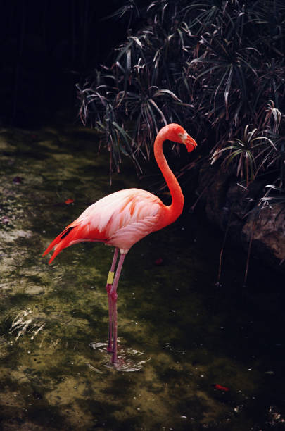 istock pink flamingo in water 1394918117
