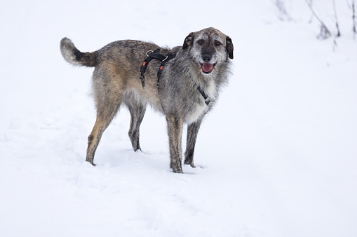 grey dog, wearing dog collar, standing in snow, white background