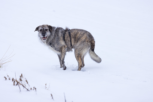 gray dog  in snow, white background