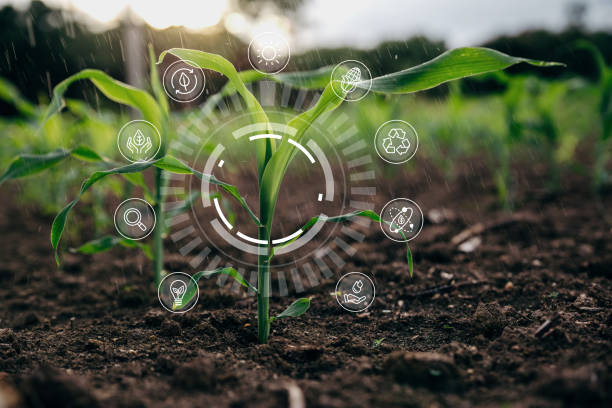 istock Small rain over corn sapling field in the morning 1394919147