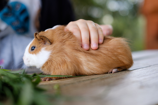 Child petting a guinea pig
