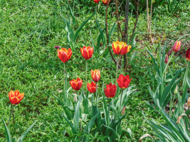 istock tulips in the garden in spring 1394919365