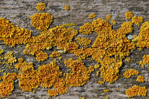 Yellow fungus on old wooden board Yellow fungus on old wooden board crescimento stock pictures, royalty-free photos & images