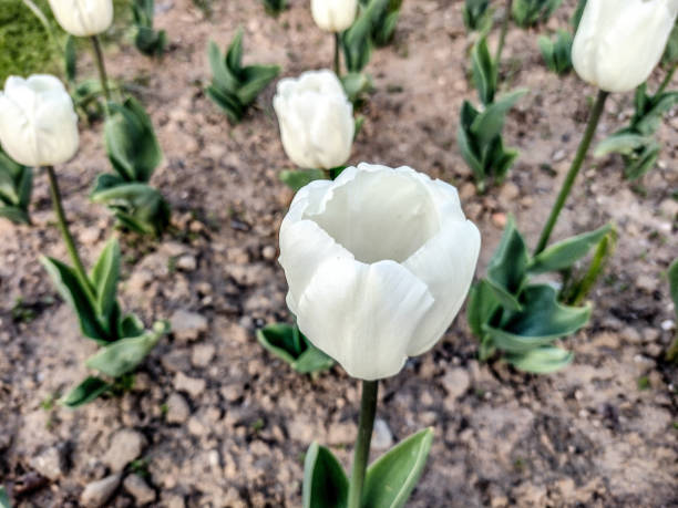 Anemone coronaria, also known as the poppy anemone, Spanish marigold, or windflower, is a species of flowering plant in the buttercup family, native to the Mediterranean region. It is a popular plant in gardens worldwide due to its colorful, vibrant blooms.