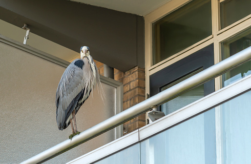 Shot of a wild bird crane siting on the balcony of a residential high-rise building
