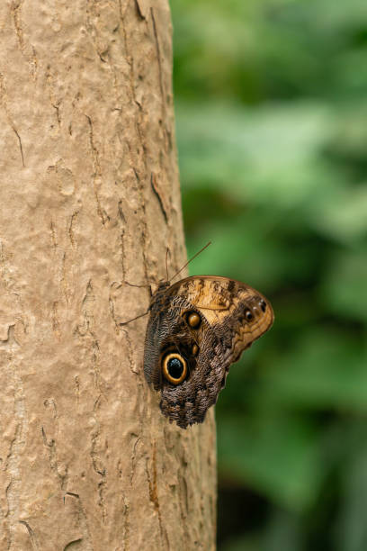 istock Butterfly sit on a tree trunk  in the forest 1394920265