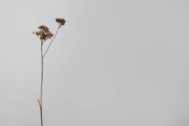 istock Dry floral branch on white background. Minimal abstract flower composition. 1394920495