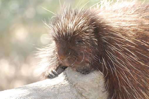 Resting porcupine on a fallen branch.