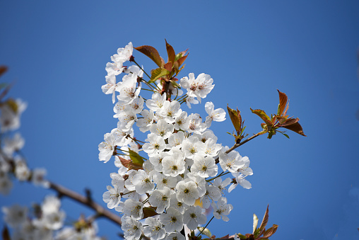 This white blossom is on a Japanese cherry tree.This tree does produce cherries but they are inedible and tiny