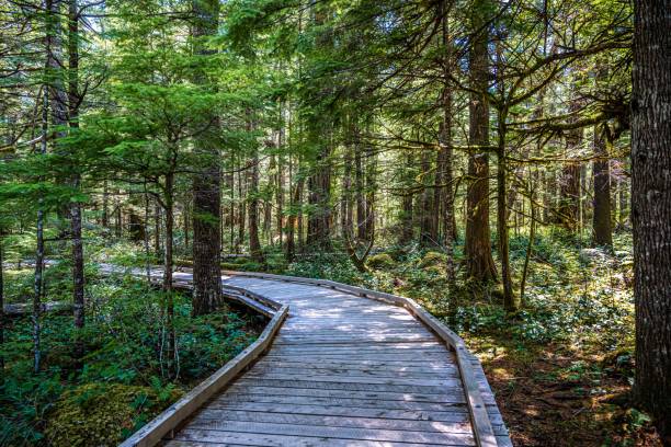 ein herrlicher blick auf die landschaft in north cascades np, washington - north cascades national park awe beauty in nature cloud stock-fotos und bilder