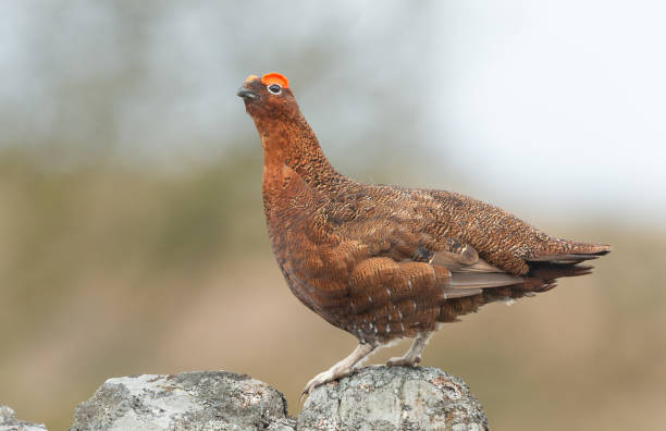Red Grouse, Scientific name: Lagopus Lagopus.  Male Red Grouse with flared red eyebrow stood on top of drystone walling covered in lichen.  Facing left. stock photo