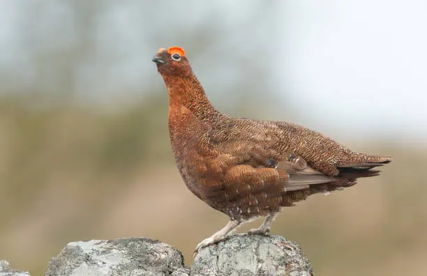 Red Grouse, Scientific name: Lagopus Lagopus.  Male Red Grouse with flared red eyebrow stood on top of drystone walling covered in lichen.  Facing left.  Copy space.  Horizontal.